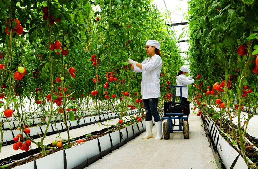 Tư tưởng Hồ Chí Minh về phát triển nông nghiệp và sự vận dụng của Đảng đối với vấn đề bảo đảm an ninh lương thực ở Việt Nam hiện nay